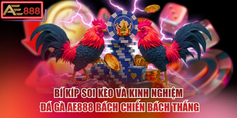 Bí kíp soi kèo và kinh nghiệm đá gà AE888 bách chiến bách thắng